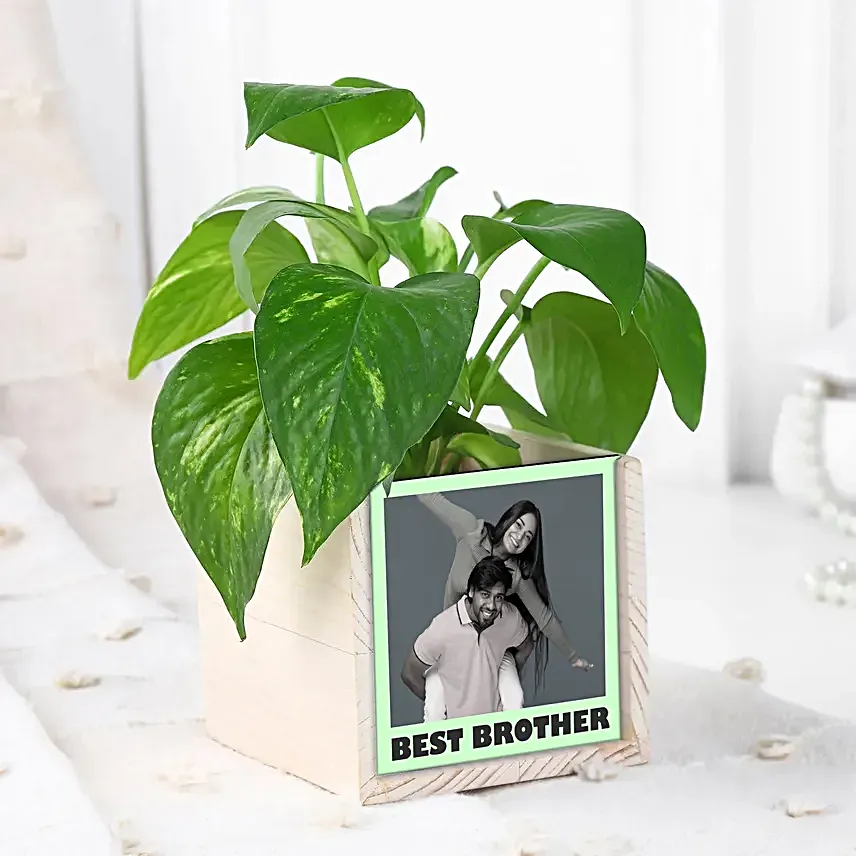 Money Plant Calm Desk Pair