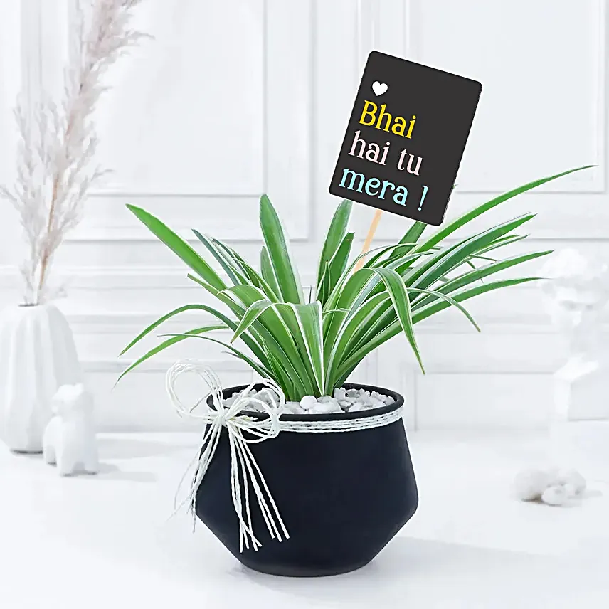 Charming Spider Plant in Black Vase