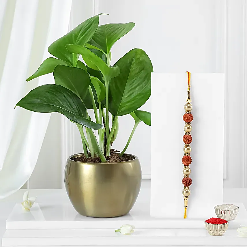 Money Plant N Rudraksha Rakhi Combo