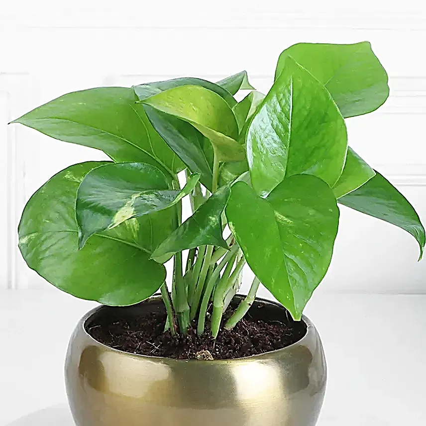 Money Plant N Rudraksha Rakhi Combo