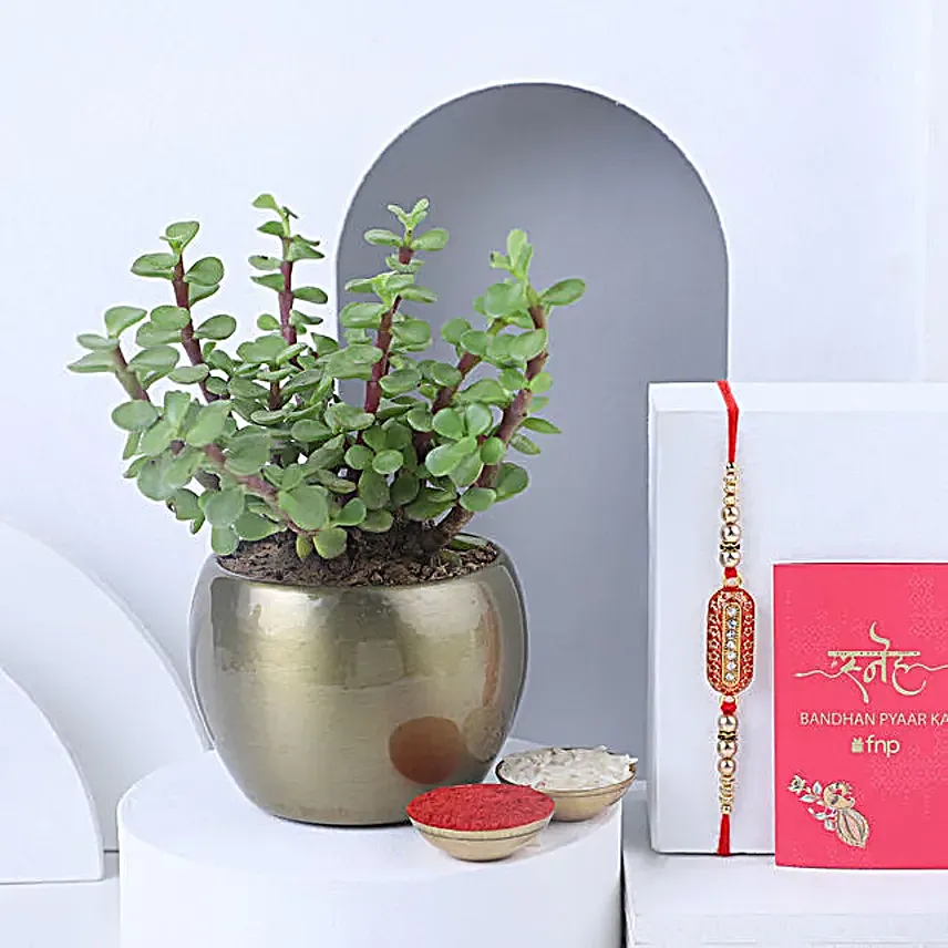 Sneh Rakhi and Jade Plant in Metal Brass Pot