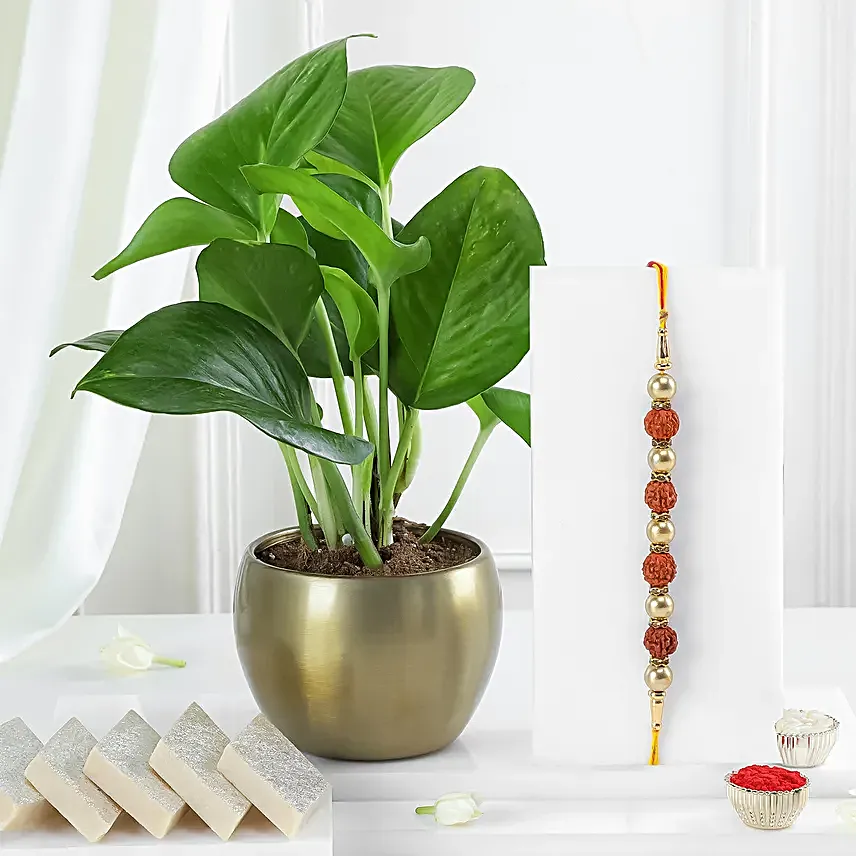 Rakhi with Plant N Sweets