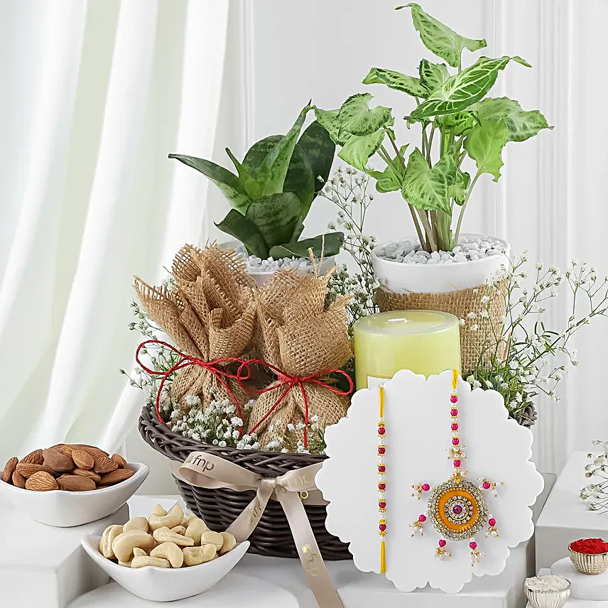 Designer BB Rakhi with Lush Plant Duo