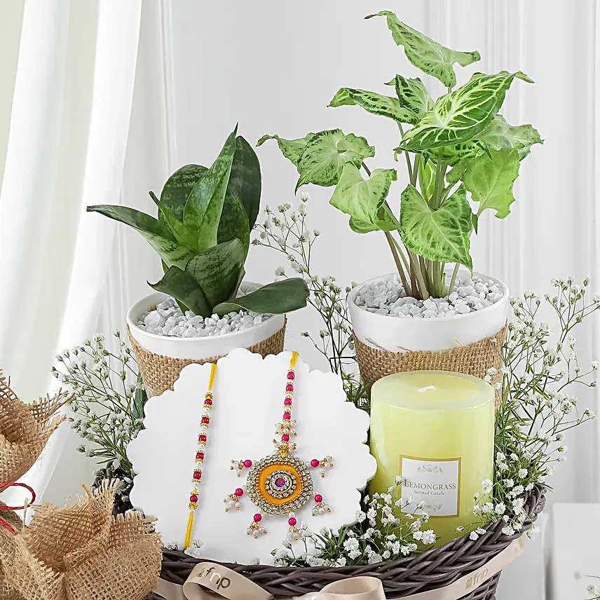 Designer BB Rakhi with Lush Plant Duo