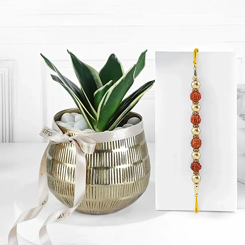 Rudraksh Rakhi with Sansevieria