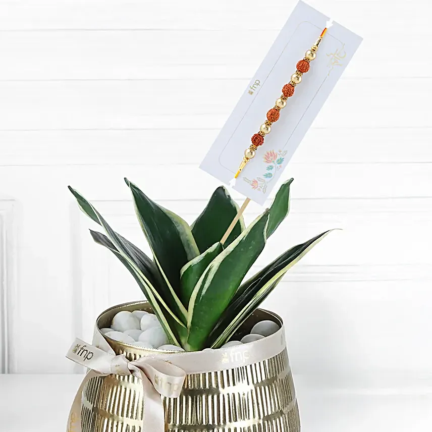 Divine Rudraksh Rakhi with Luxe Plant