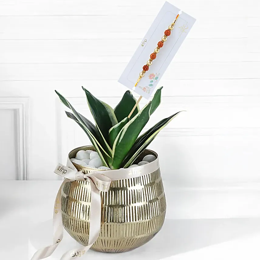 Divine Rudraksh Rakhi with Luxe Plant
