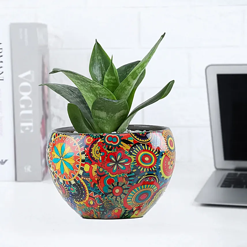Sanseveiria Plant with Pearl Rakhi