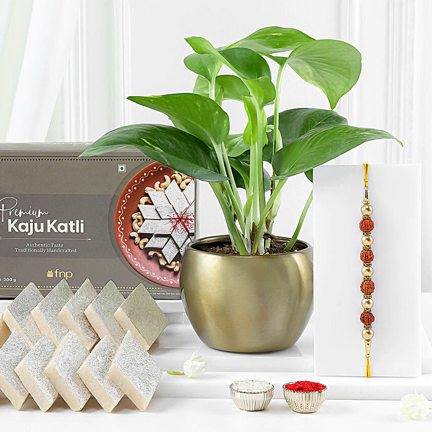 Sacred Rudraksh Rakhi with Sweet Treat N Plant