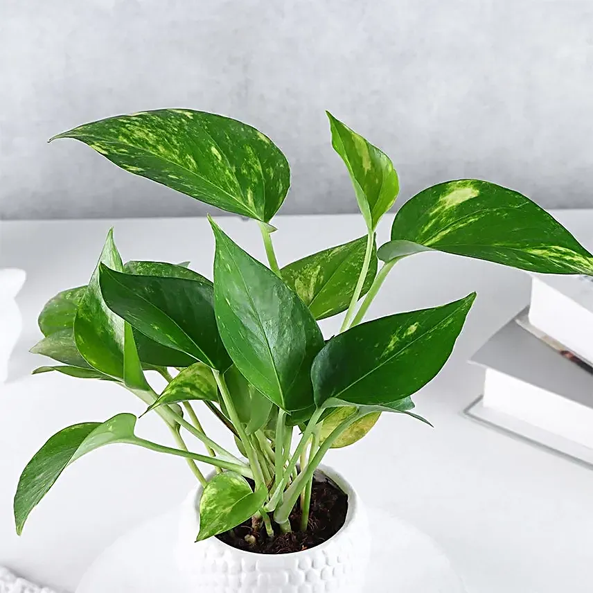 Prosperity Green Money Plant in Buddha Pot