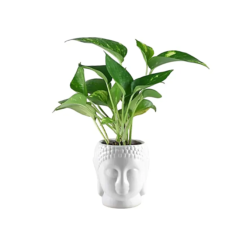 Prosperity Green Money Plant in Buddha Pot