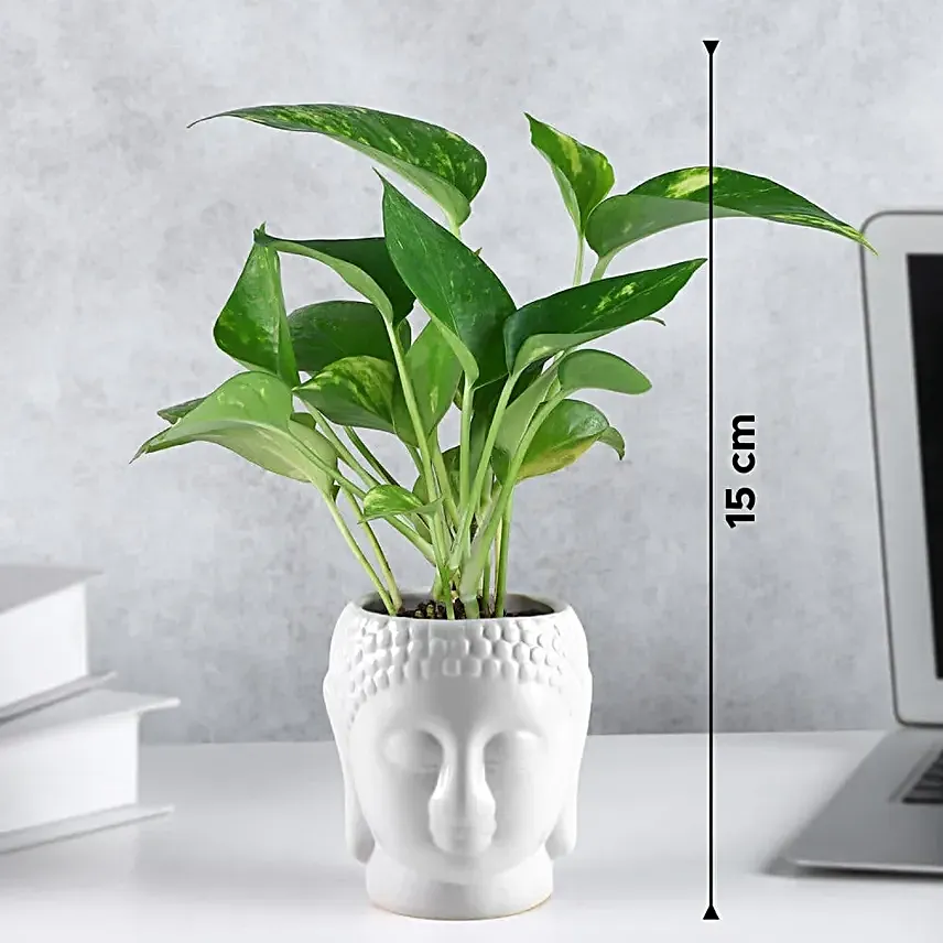Prosperity Green Money Plant in Buddha Pot