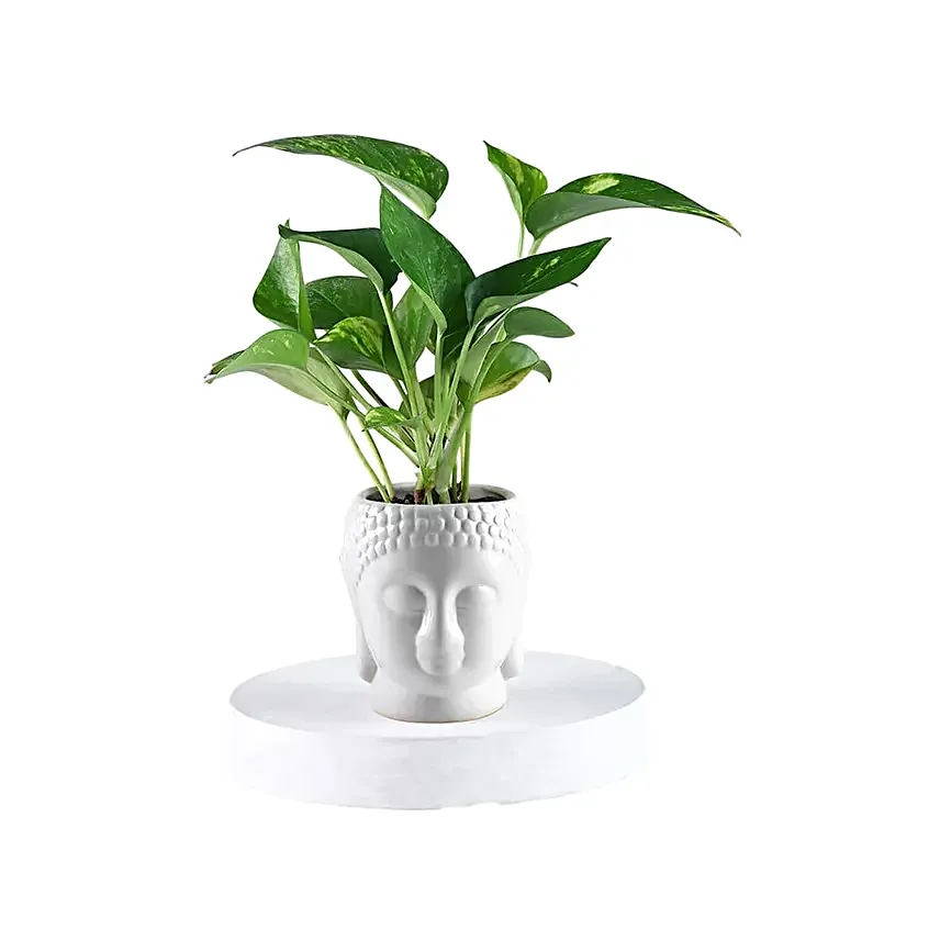 Prosperity Green Money Plant in Buddha Pot