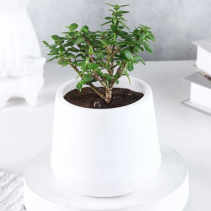 Serene Jade Green Bushy Plant in White Pot