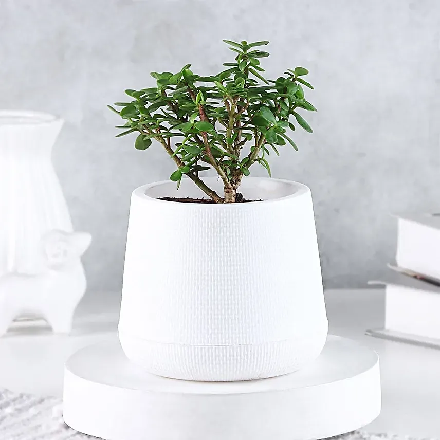 Serene Jade Green Bushy Plant in White Pot