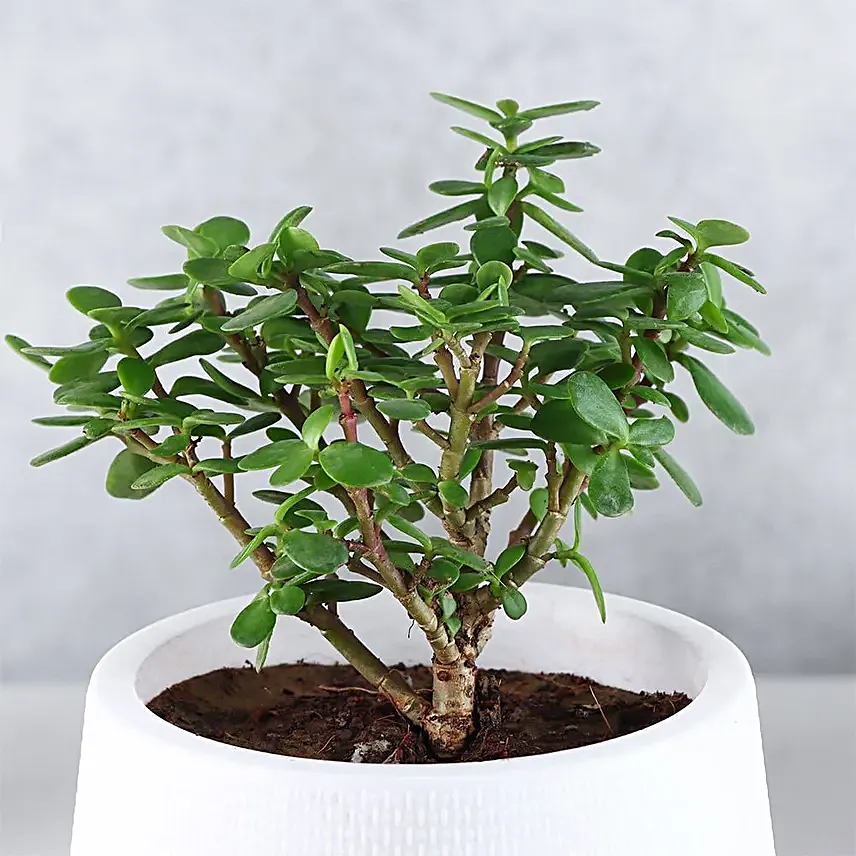 Serene Jade Green Bushy Plant in White Pot