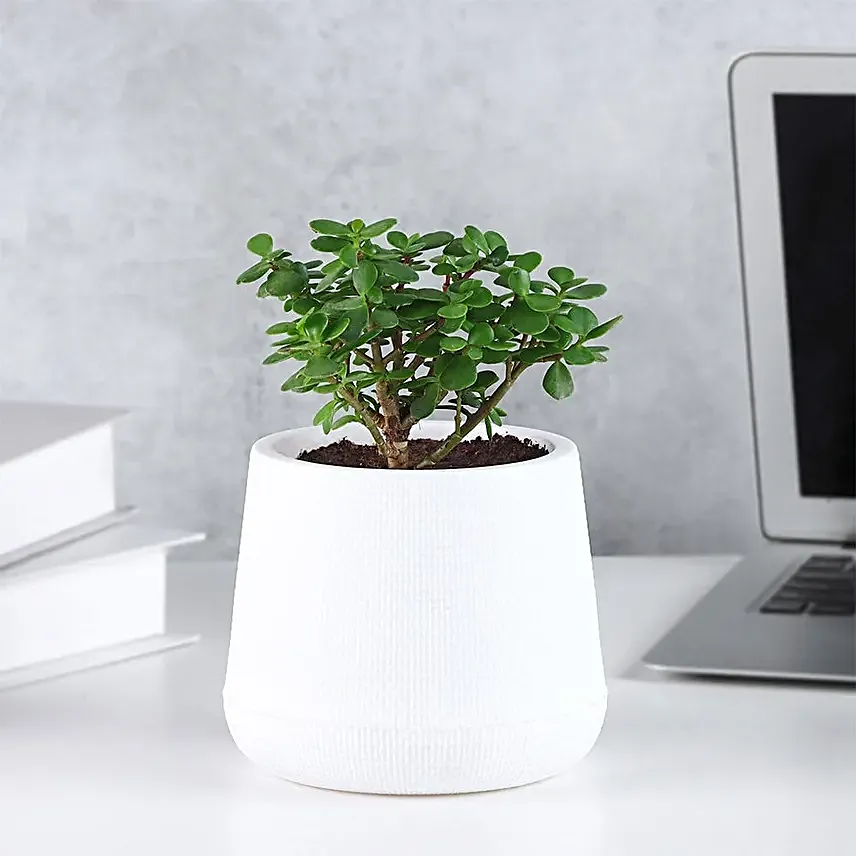 Serene Jade Green Bushy Plant in White Pot