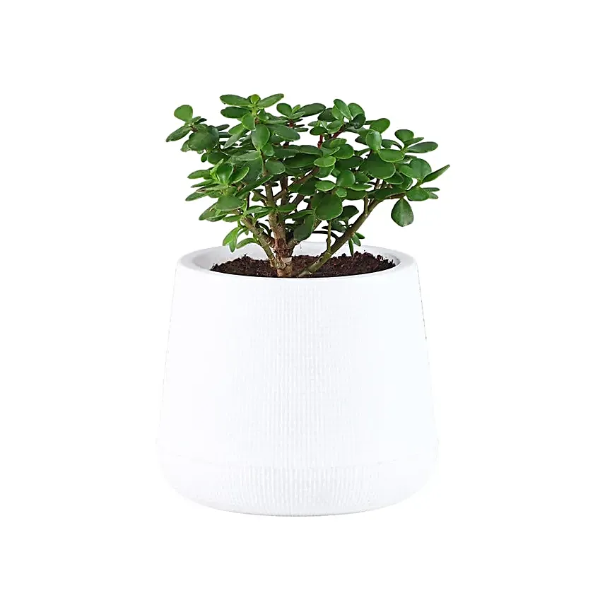 Serene Jade Green Bushy Plant in White Pot