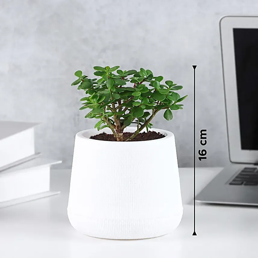 Serene Jade Green Bushy Plant in White Pot