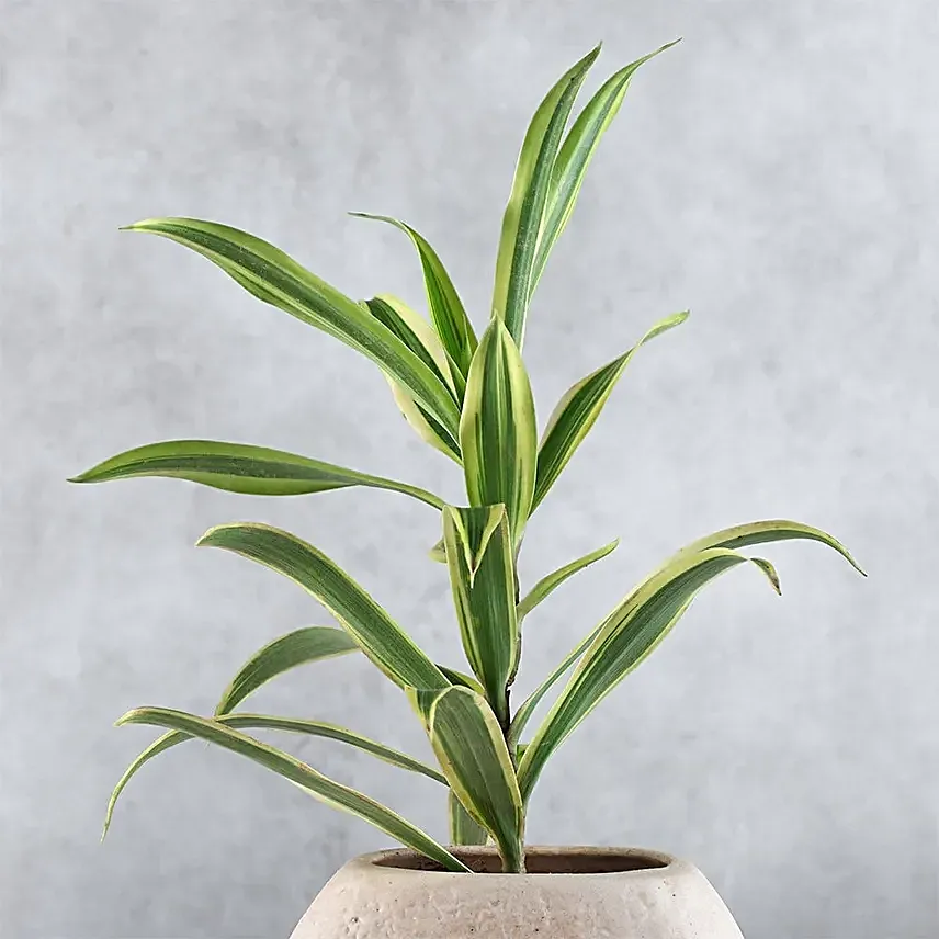 Elegance of Song of India Plant in Face Pot