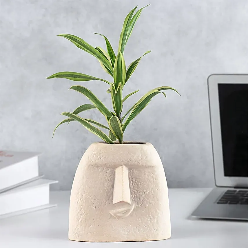 Elegance of Song of India Plant in Face Pot