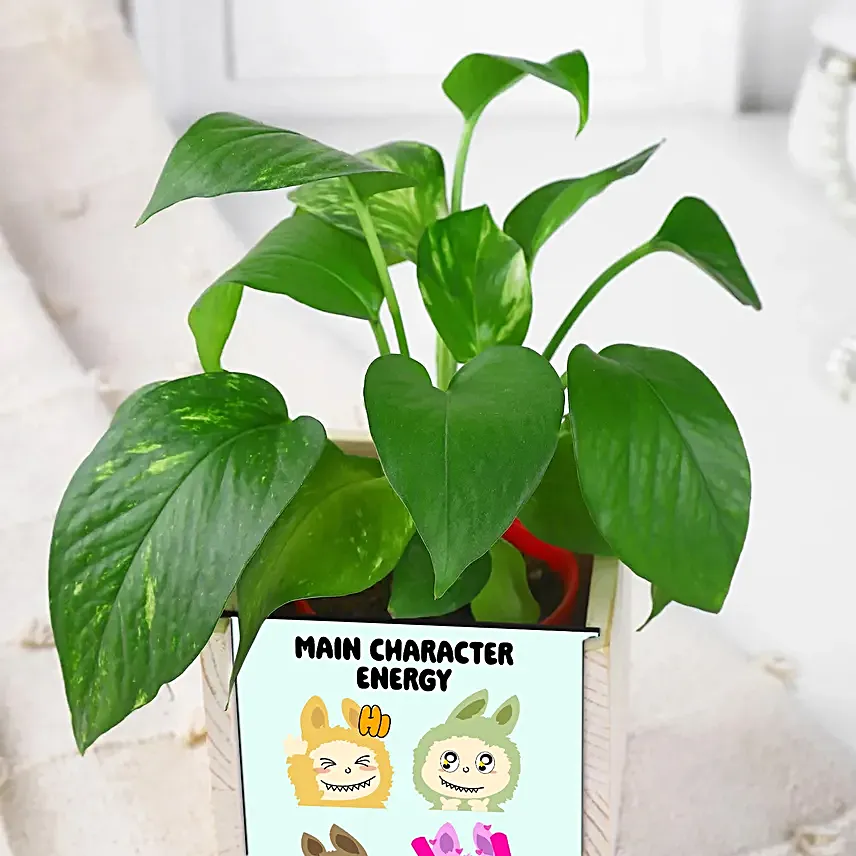 Vibrant Vibes with Money Plant
