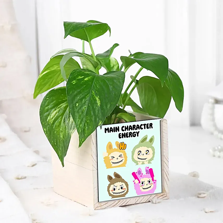 Vibrant Vibes with Money Plant