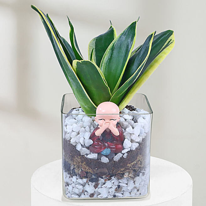 milestone-bliss-sansevieria-
