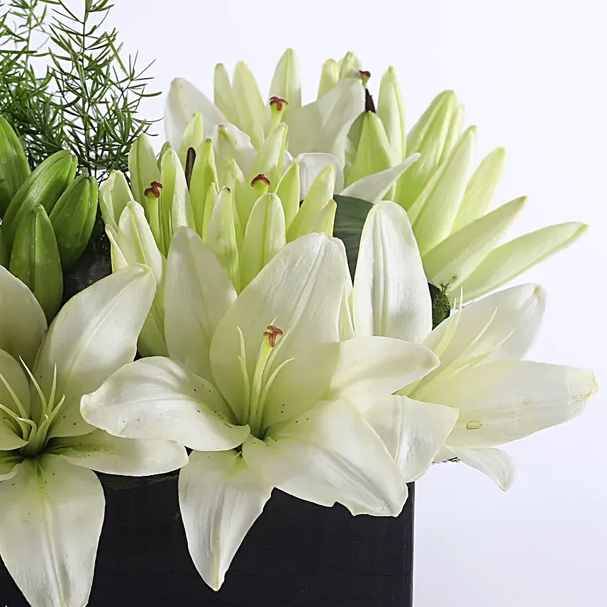 Beautiful Lilies in Box Online