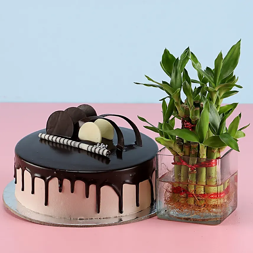 Online Cake With Bamboo Plant