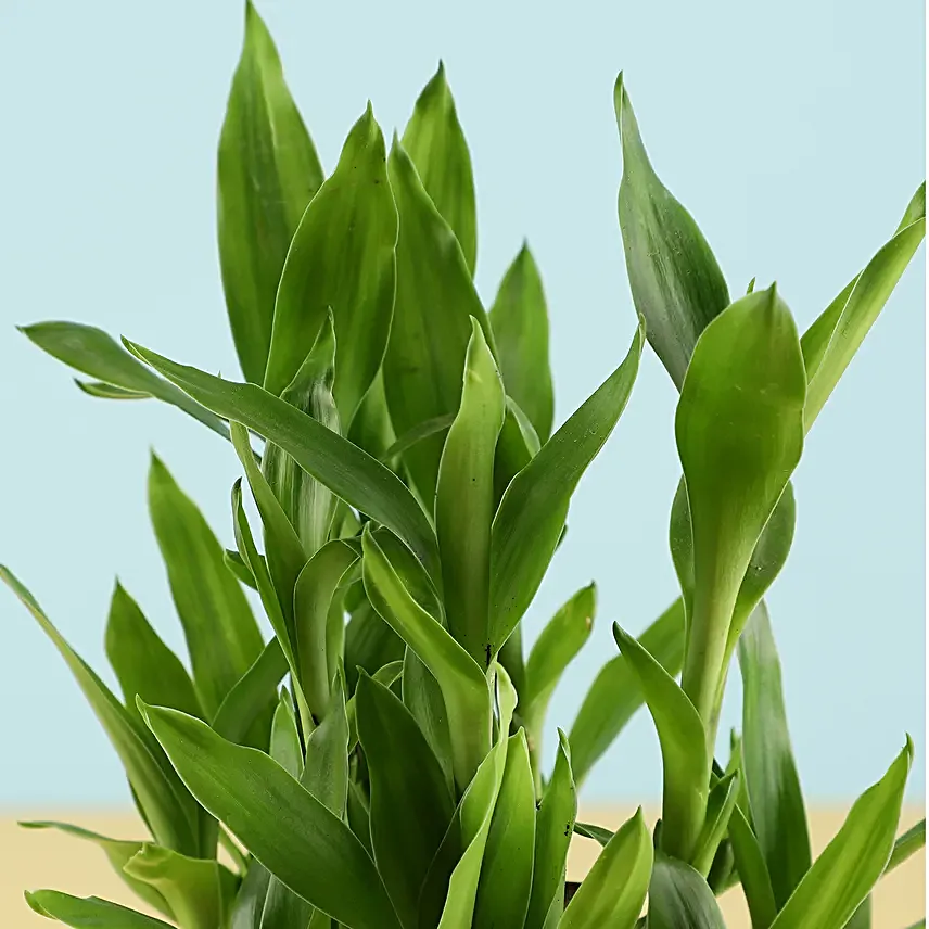 Online Cake With Bamboo Plant