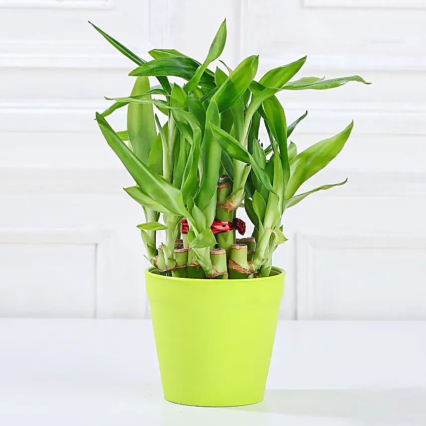 2 Layer Bamboo In Melamine Pot & Cadbury Chocolates