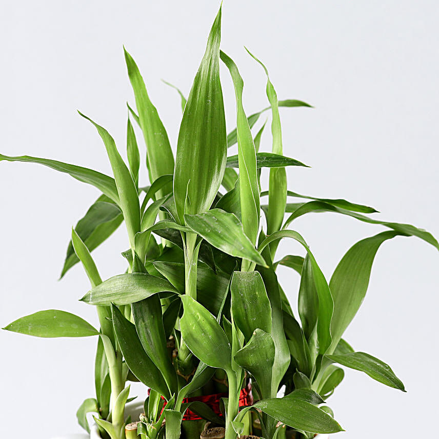 bedroom plant for fathers day