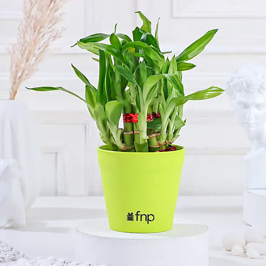 2 Layer Bamboo in green planter