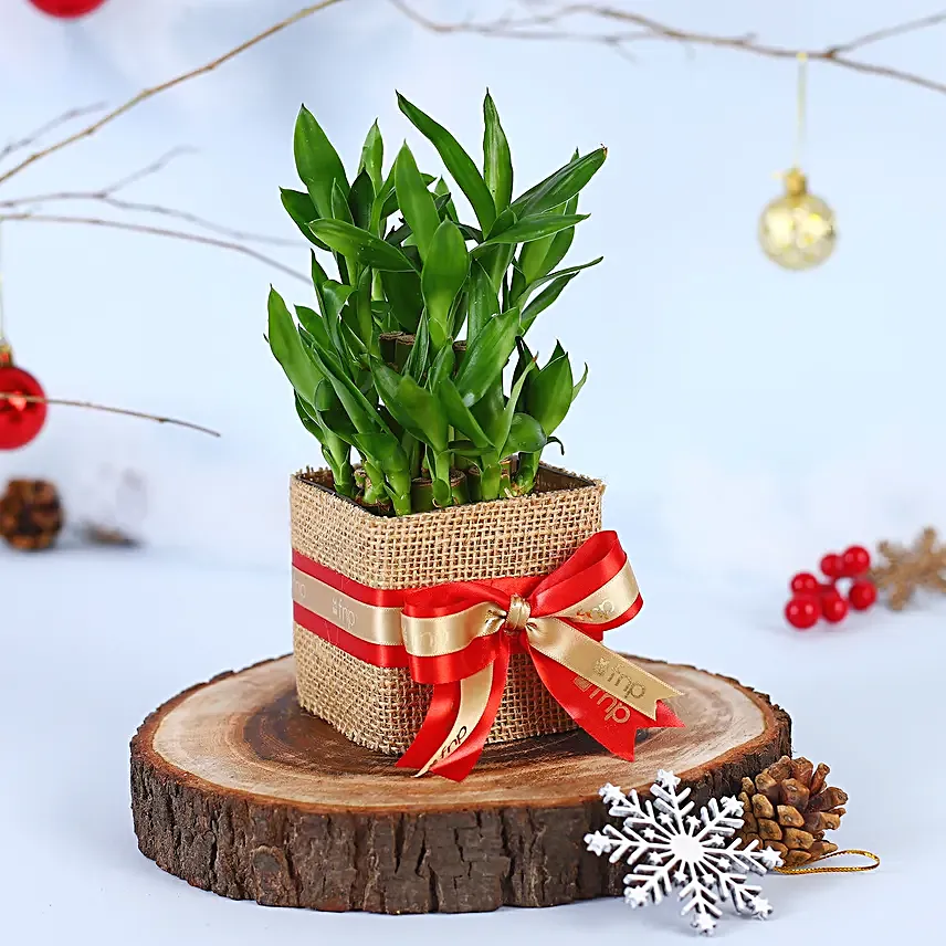 2 Layer Bamboo Plant Christmas Vase