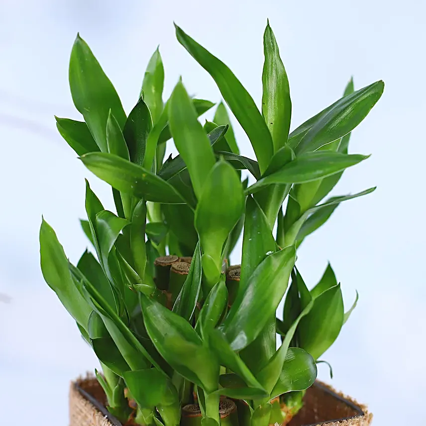 2 Layer Bamboo Plant Christmas Vase