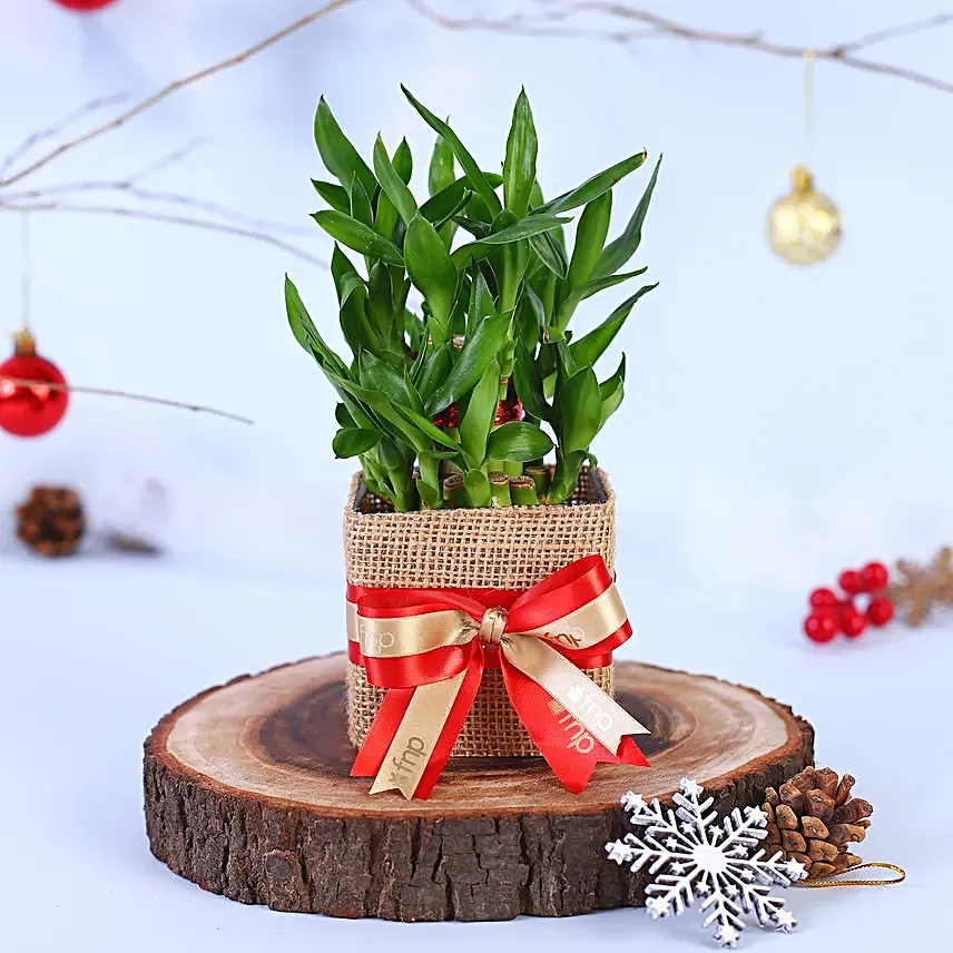 2 Layer Bamboo Plant Christmas Vase