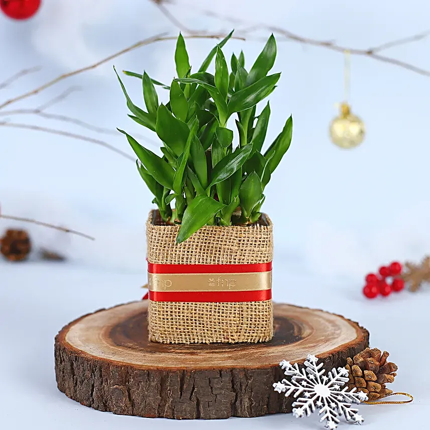 2 Layer Bamboo Plant Christmas Vase