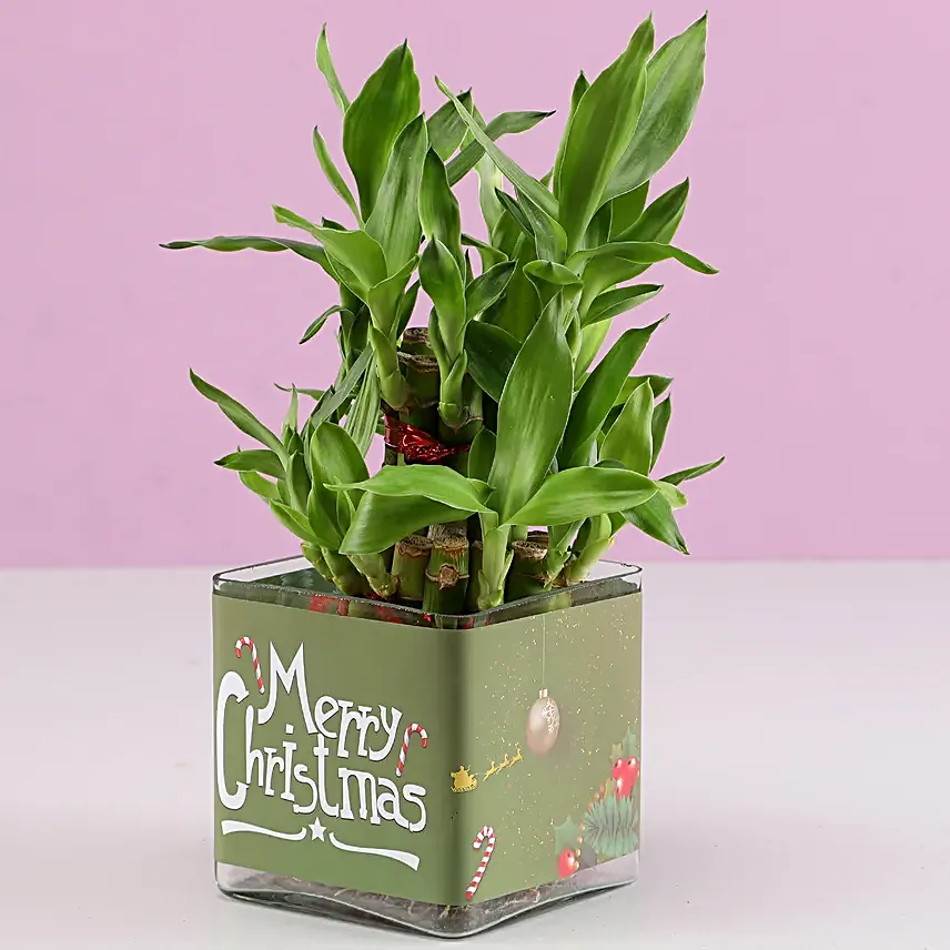 Online Lucky Bamboo Plants for Merry Christmas