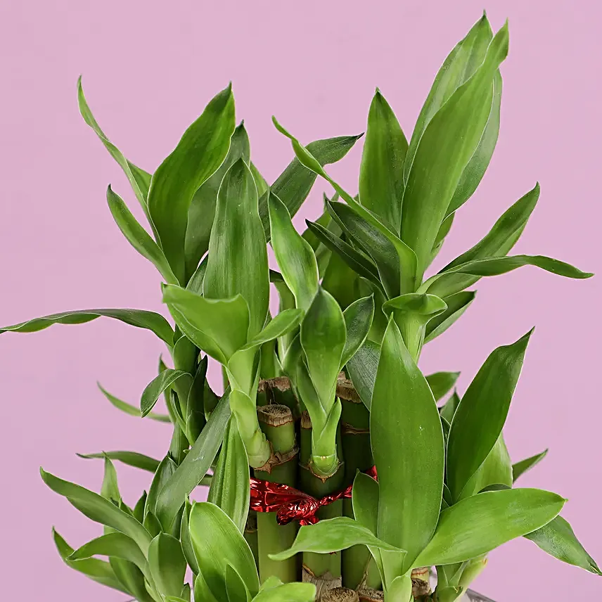 Online Lucky Bamboo Plants for Merry Christmas