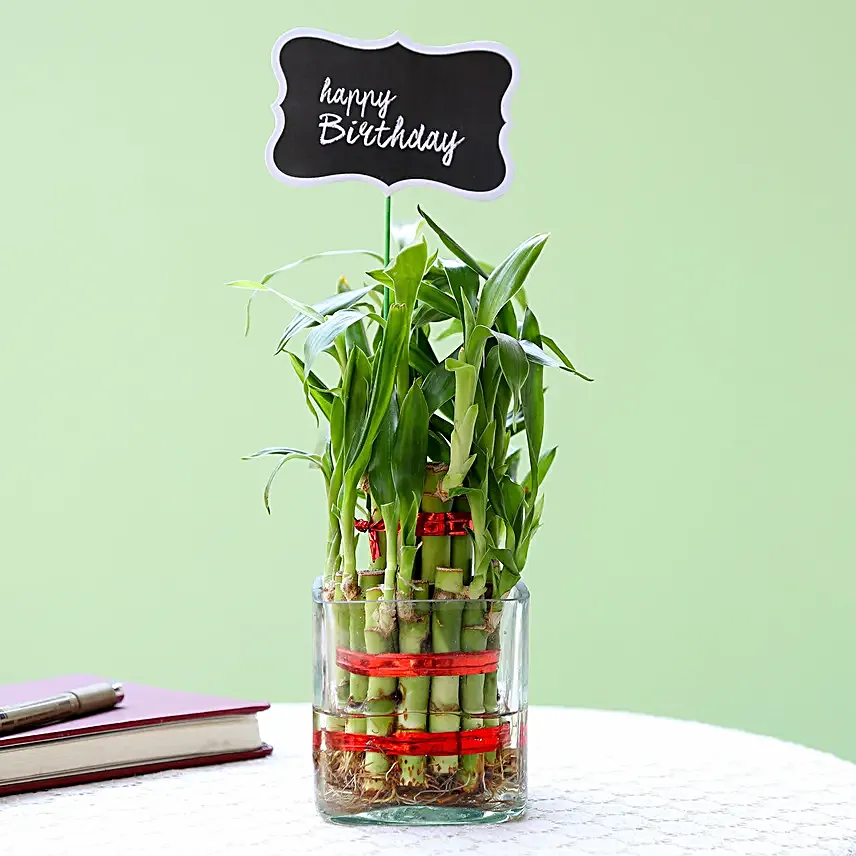 best bamboo plant online