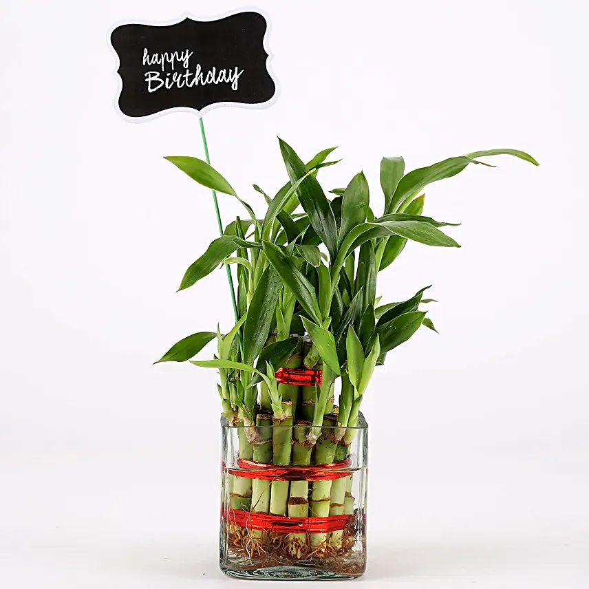 best bamboo plant online