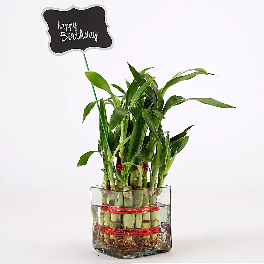 best bamboo plant online