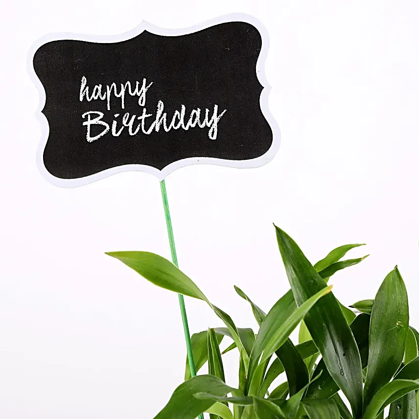 best bamboo plant online