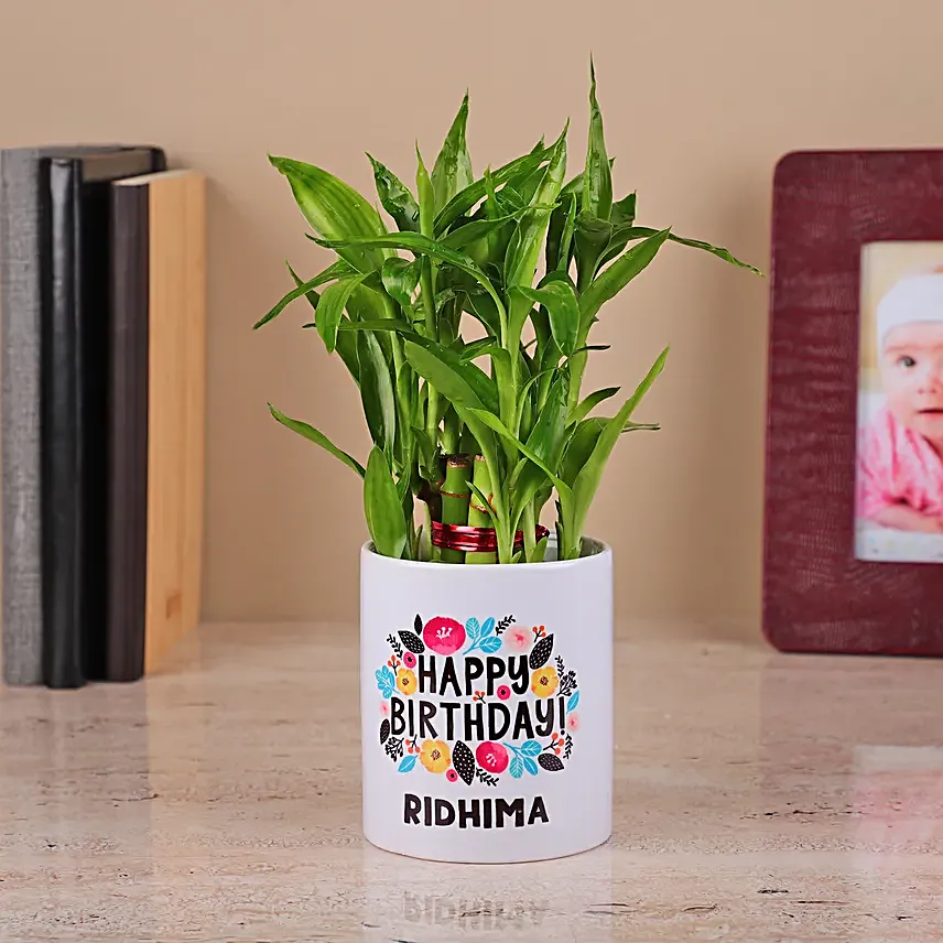 2 Layer Bamboo Plant in a White Ceramic Pot