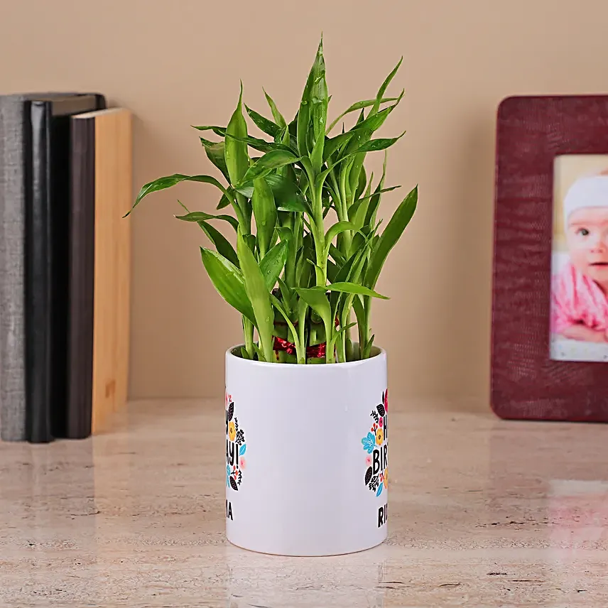 2 Layer Bamboo Plant in a White Ceramic Pot