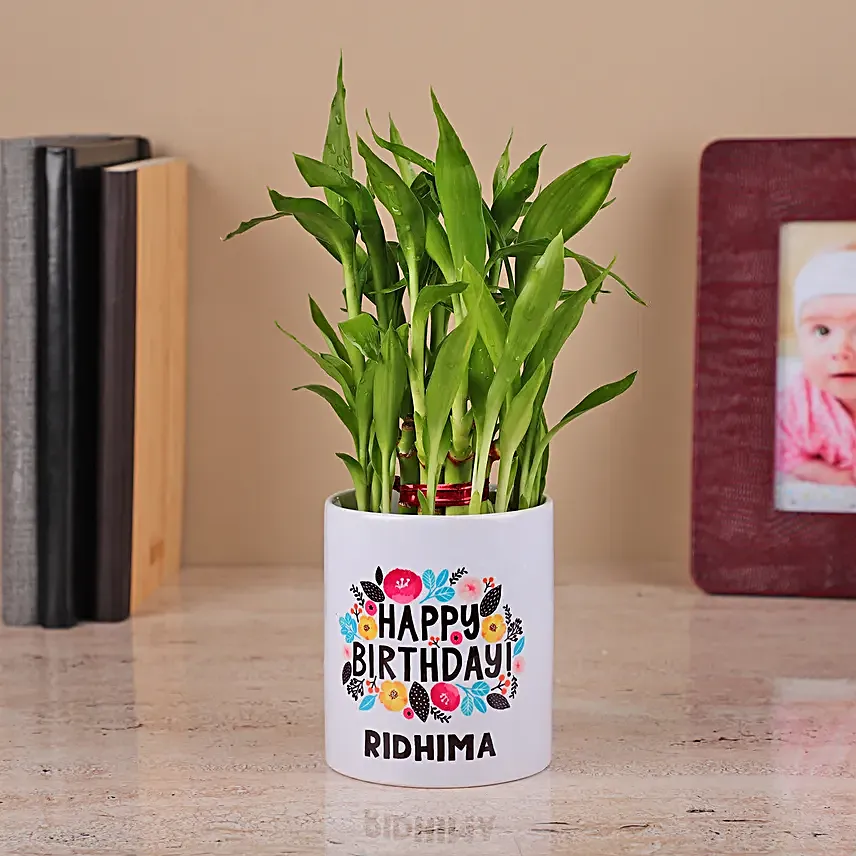 2 Layer Bamboo Plant in a White Ceramic Pot