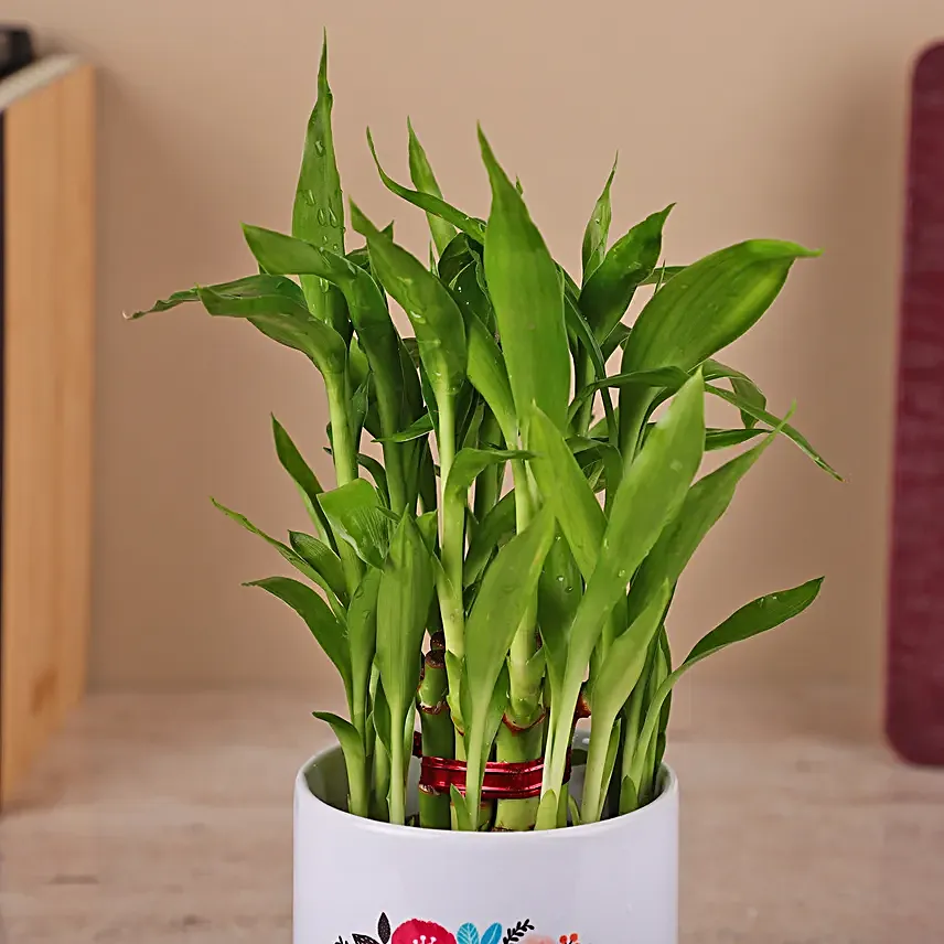 2 Layer Bamboo Plant in a White Ceramic Pot