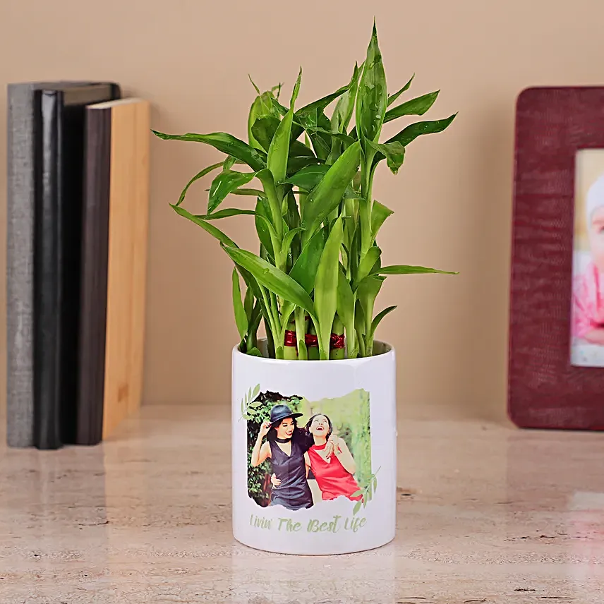 2 Layer Bamboo Plant in a White Ceramics Pot