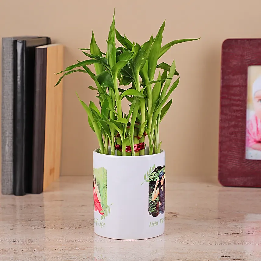2 Layer Bamboo Plant in a White Ceramics Pot